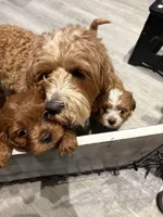 Amidala, a female Cavapoo for sale in Valhalla, NY – 7 of 8