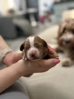 Amidala, a female Cavapoo for sale in Valhalla, NY – 5 of 8