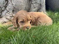 Chewie, a male Cavapoo for sale in Valhalla, NY – 3 of 4