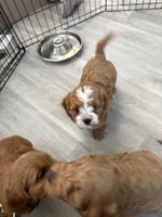 Amidala, a female Cavapoo for sale in Valhalla, NY – 8 of 8