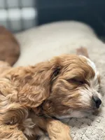 Amidala, a female Cavapoo for sale in Valhalla, NY – 3 of 8