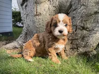 Amidala, a female Cavapoo for sale in Valhalla, NY – 2 of 8