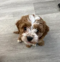 Amidala, a female Cavapoo for sale in Valhalla, NY – 6 of 8