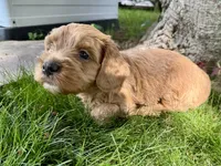 Chewie, a male Cavapoo for sale in Valhalla, NY – 4 of 4