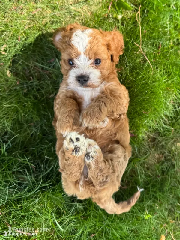 Amidala, a female Cavapoo for sale in Valhalla, NY – 1 of 8