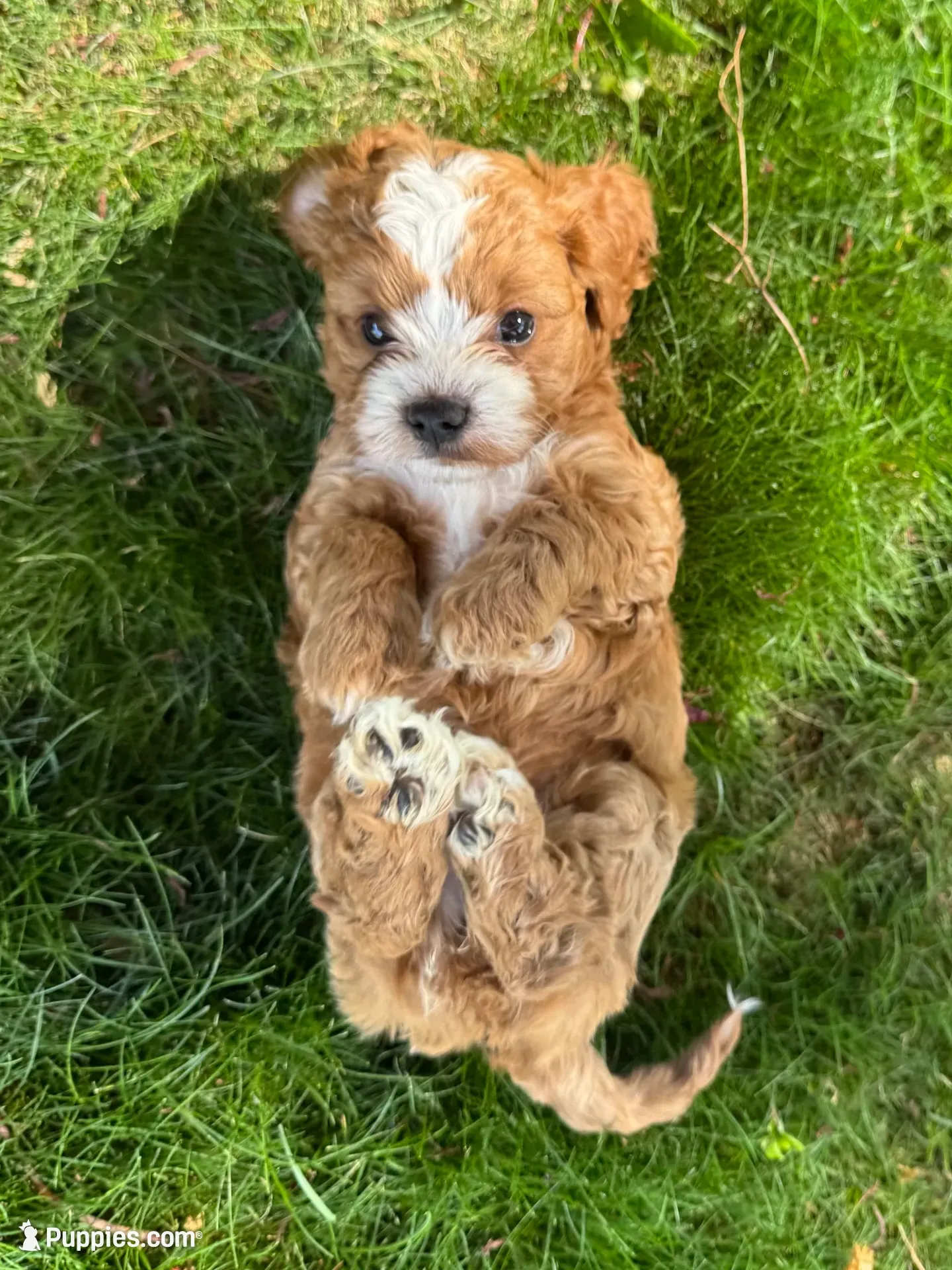 Amidala, a female Cavapoo for sale in Valhalla, NY – 1 of 8