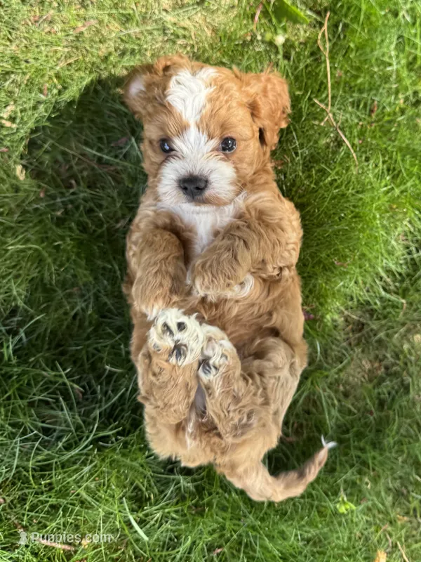 Amidala – Cavapoo puppy for sale in Valhalla, NY