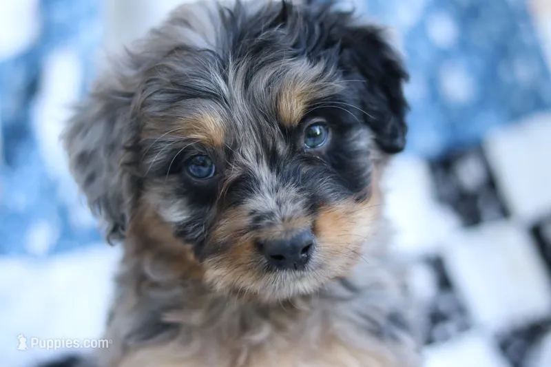 Jess – Miniature Aussiedoodle puppy for sale in Orleans, IN