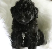Baby, a  Miniature Aussiedoodle for sale in Orleans, IN – 5 of 5