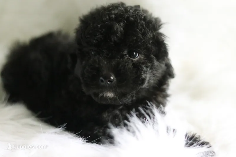 Baby – Miniature Aussiedoodle puppy for sale in Orleans, IN