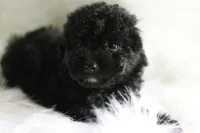Baby, a  Miniature Aussiedoodle for sale in Orleans, IN – 1 of 5