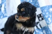 Rory, a female Miniature Aussiedoodle for sale in Orleans, IN – 2 of 6