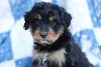 Lane, a female Miniature Aussiedoodle for sale in Orleans, IN – 3 of 3