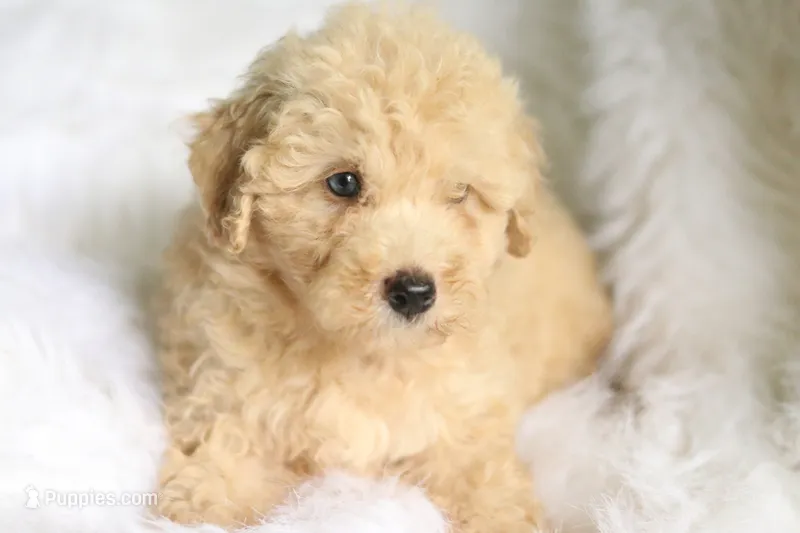 Jonny – Miniature Aussiedoodle puppy for sale in Orleans, IN