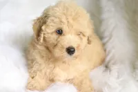 Jonny, a  Miniature Aussiedoodle for sale in Orleans, IN – 1 of 7