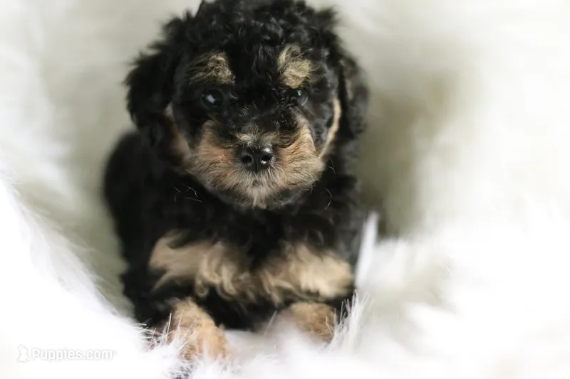 Snickers – Miniature Aussiedoodle puppy for sale in Orleans, IN