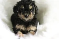 Snickers, a  Miniature Aussiedoodle for sale in Orleans, IN – 1 of 3