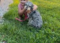 Dunkin, a male Poodle - Miniature  for sale in Orleans, IN – 2 of 2