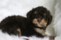 Hersey , a male Poodle - Miniature  and Miniature Aussiedoodle for sale in Orleans, IN – 2 of 4