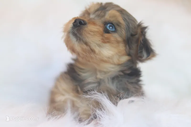 Fern – Miniature Aussiedoodle puppy for sale in Orleans, IN