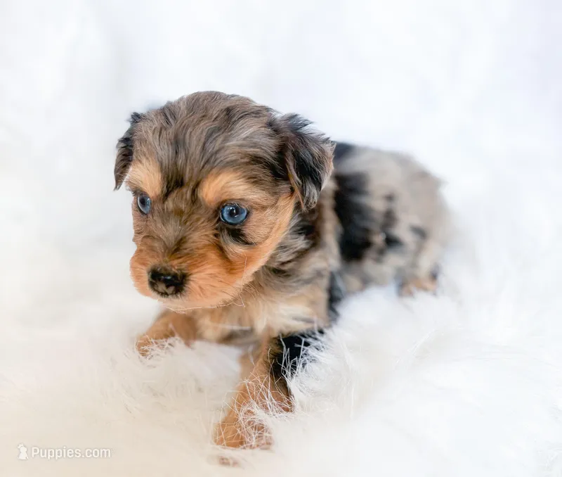 Fern – Miniature Aussiedoodle puppy for sale in Orleans, IN