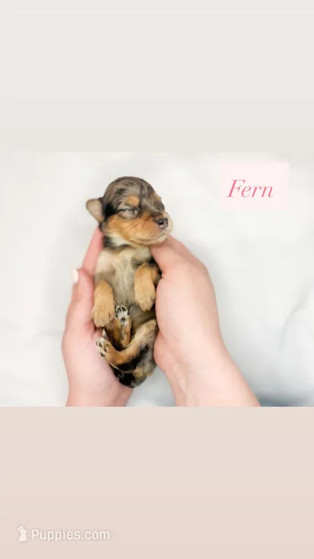 Fern – Miniature Aussiedoodle puppy for sale in Orleans, IN