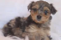 Fern, a female Miniature Aussiedoodle for sale in Orleans, IN – Photo 2 of 4