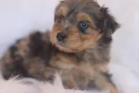 Fern, a female Miniature Aussiedoodle for sale in Orleans, IN – Photo 3 of 4