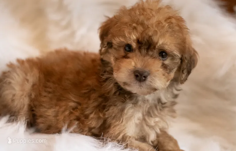 Caramel  – Miniature Aussiedoodle puppy for sale in Orleans, IN