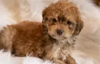 Caramel , a  Miniature Aussiedoodle for sale in Orleans, IN – 1 of 3