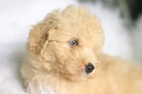 Jonny, a  Miniature Aussiedoodle for sale in Orleans, IN – 3 of 7