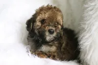 Hu, a  Poodle - Miniature  and Miniature Aussiedoodle for sale in Orleans, IN – 5 of 5