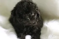 Tito, a  Miniature Aussiedoodle for sale in Orleans, IN – 2 of 2