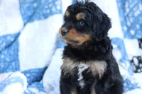 Rory, a female Miniature Aussiedoodle for sale in Orleans, IN – 5 of 6