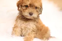 Caramel , a  Miniature Aussiedoodle for sale in Orleans, IN – 3 of 3