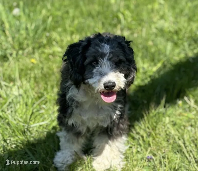 Lucy – Miniature Aussiedoodle puppy for sale in Orleans, IN