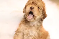 Caramel , a  Miniature Aussiedoodle for sale in Orleans, IN – 2 of 3