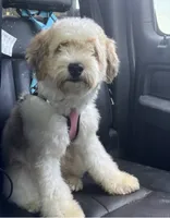 Lainey, a female Miniature Aussiedoodle for sale in Orleans, IN – 2 of 2