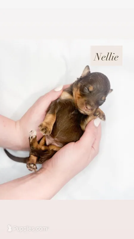 Nellie – Miniature Aussiedoodle puppy for sale in Orleans, IN