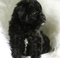 Baby, a  Miniature Aussiedoodle for sale in Orleans, IN – 3 of 5