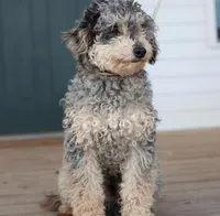 Dunkin, a male Poodle - Miniature  for sale in Orleans, IN – 1 of 2