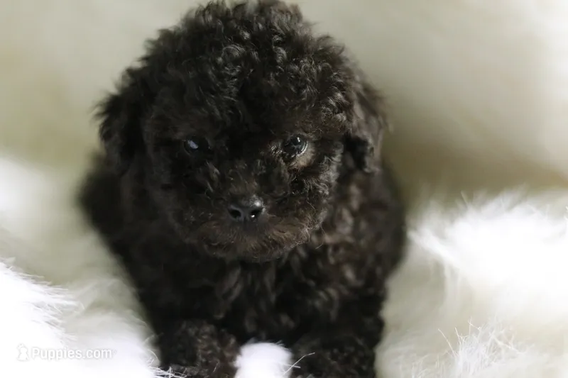 Tito – Miniature Aussiedoodle puppy for sale in Orleans, IN