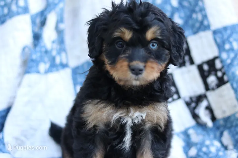 Rory – Miniature Aussiedoodle puppy for sale in Orleans, IN