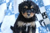 Rory, a female Miniature Aussiedoodle for sale in Orleans, IN – 1 of 6
