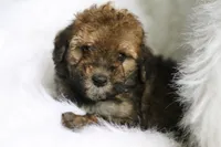 Hu, a  Poodle - Miniature  and Miniature Aussiedoodle for sale in Orleans, IN – 4 of 5