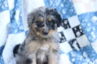 Jess, a male Miniature Aussiedoodle for sale in Orleans, IN – 3 of 5
