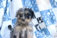 Jess, a male Miniature Aussiedoodle for sale in Orleans, IN – 4 of 5