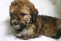 Hu, a  Poodle - Miniature  and Miniature Aussiedoodle for sale in Orleans, IN – 2 of 5