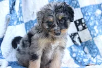 Jess, a male Miniature Aussiedoodle for sale in Orleans, IN – 2 of 5