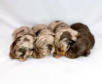 Avery , a male Miniature Aussiedoodle for sale in Orleans, IN – Photo 2 of 2